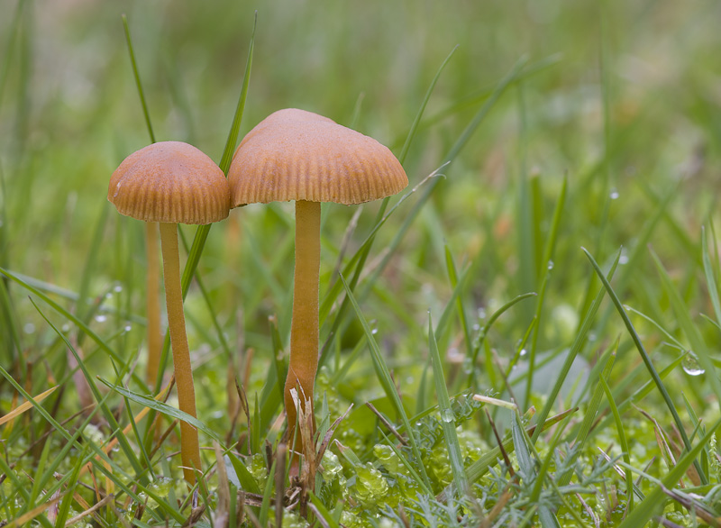 Galerina vittiformis